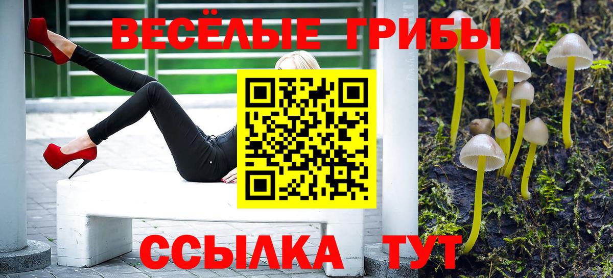 Будённовск  Галлюциногенные грибы Cubensis  Вход с VPN 